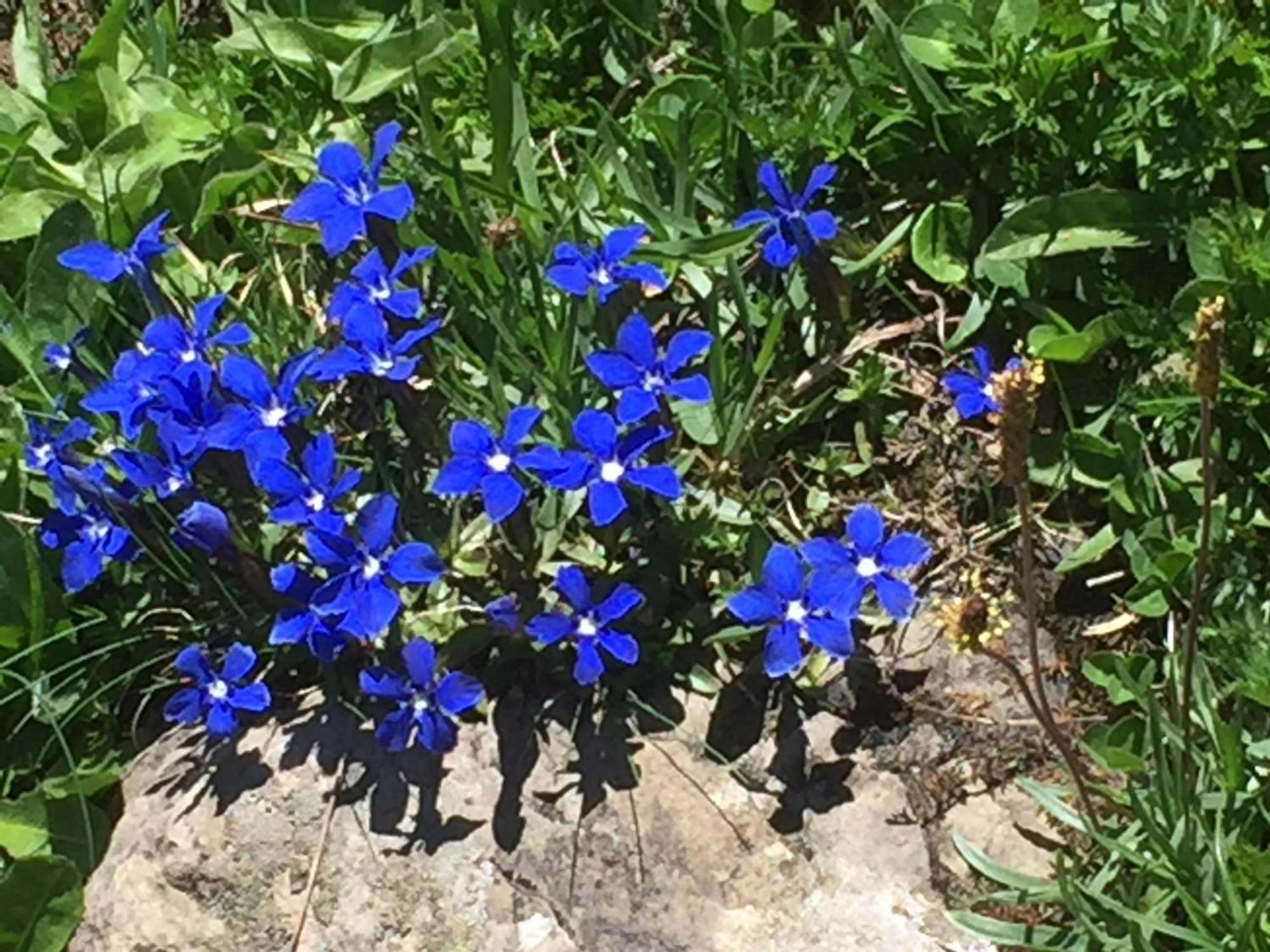 Distel Villa Goms Kültér fotó